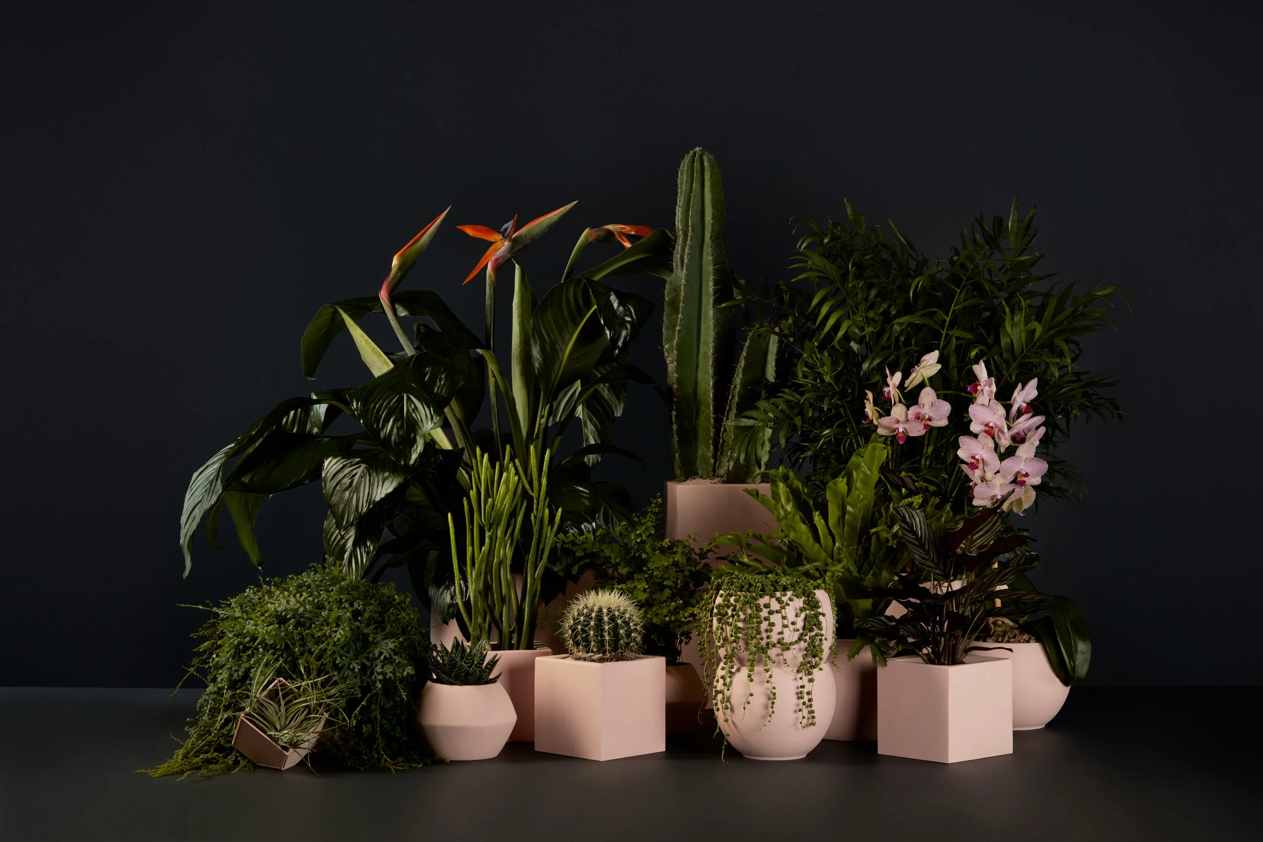 A studio arrangement of various potted plants including cacti, orchids, birds of paradise, and trailing succulents in pink pots on a white background, with soft natural light in muted greens and pinks.