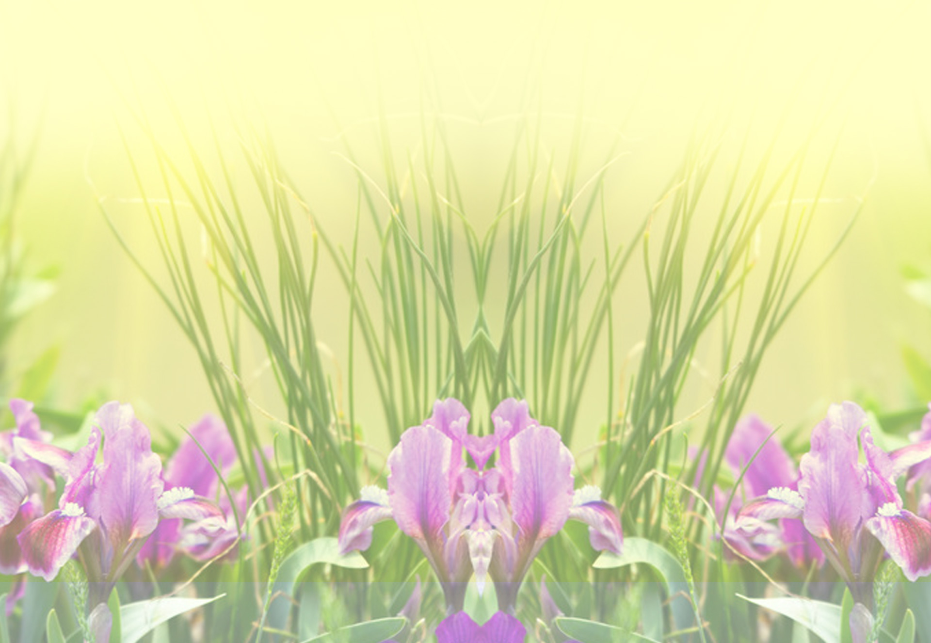 A soft-focus artistic composition of purple iris flowers and tall grasses with a yellow-green glowing background